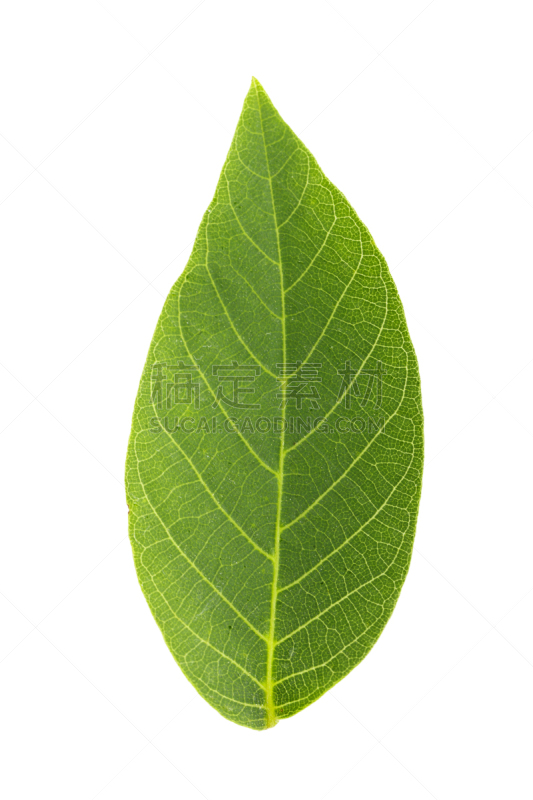叶子,白色背景,胡桃,垂直画幅,正面视角,坚果,形状,平视角,生食,工作室