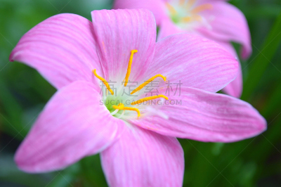 粉色,信笺针,百合花,雨,美,水平画幅,无人,泰国,单子叶植物