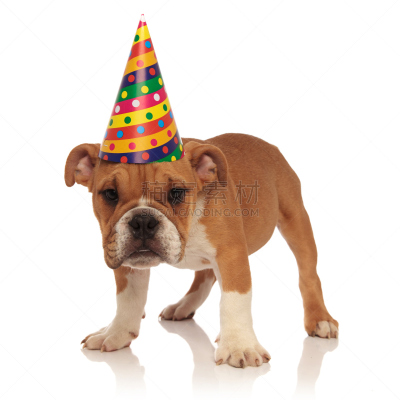 生日,英格兰斗牛犬,幼小动物,美,褐色,斗牛犬,白色,看,狗,幸福