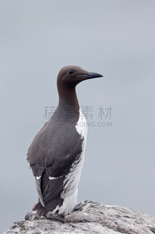 海鸦,海鸽,自然,垂直画幅,水,野生动物,岩石,无人,鸟类,野外动物