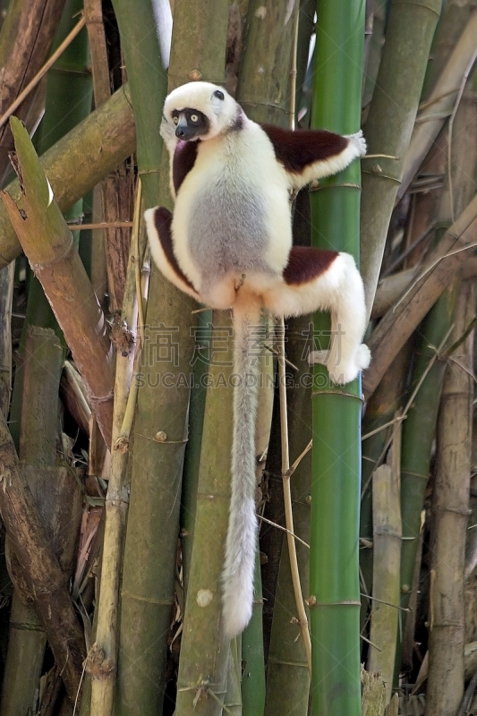 coquerel's sifaka,冕狐猴,自然,垂直画幅,野生动物,生物,无人,非洲,野外动物,户外