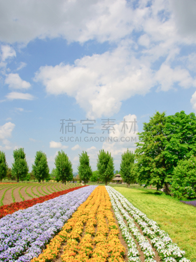 田地,多色的,自然,垂直画幅,天空,绿色,地形,富良野盆地,无人,蓝色
