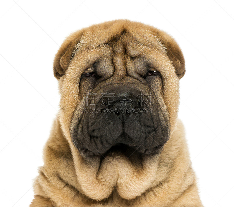 沙皮狗 小狗 动物头 特写 正面视角 数字11 古典式 纯种犬 背景分离 狗图片素材下载 稿定素材 沙皮狗 小狗 动物头 特写 正面视角 数字11 古典式 纯种犬 背景分离 狗图片素材下载 稿定素材