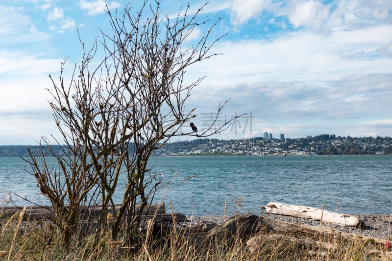 华盛顿州,加拿大,风景,城市,白岩,白石,浮木,国际边境,水平画幅,无人