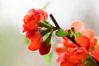 温柏,日本,红色,美,水平画幅,茶花,无人,户外,特写,明亮