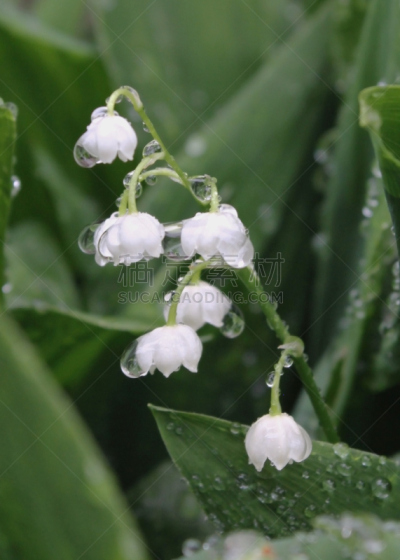 铃兰,垂直画幅,白色,植物,雨,无人,仅一朵花,水滴,摄影,花