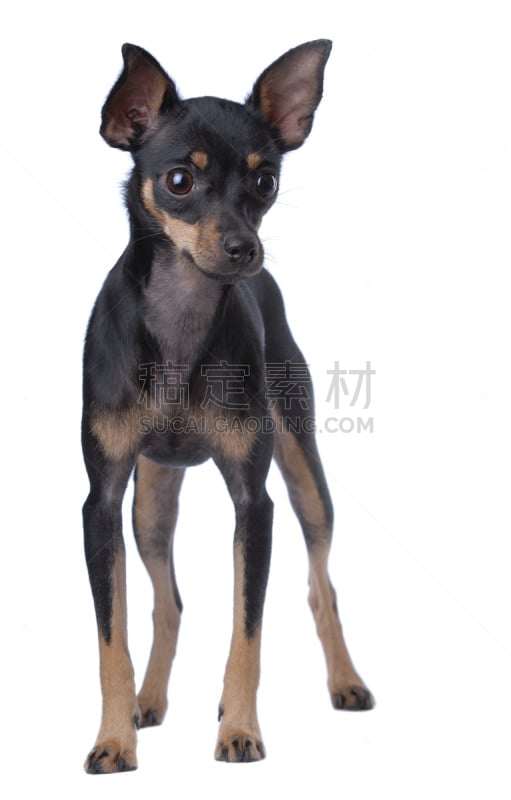 toy terrier,垂直画幅,纯种犬,梗犬,动物耳朵,爪子,动物身体部位,背景分离,黑色,腮须