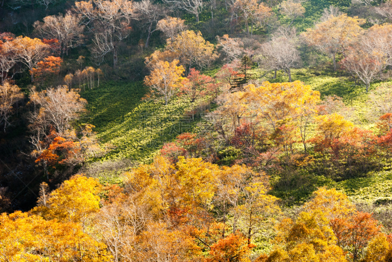 山口,秋天,日本,北海道,黑云杉,水平画幅,绿色,橙色,地形,无人