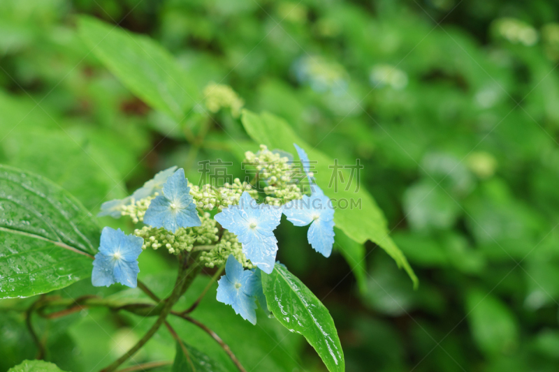 雨林,妙高市,新泻县,雨季,八仙花属,水平画幅,枝繁叶茂,无人,日本,夏天