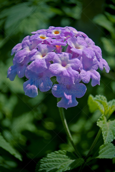 马樱丹属,垂直画幅,无人,紫色,常绿树,马鞭草科,2015年,仅一朵花,摄影,花