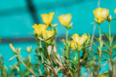 大花马齿苋,花坛,木樨科,自然,美,水平画幅,小的,无人,夏天,户外