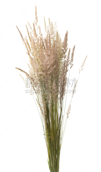 干的,草,分离着色,茎,花蕾,草地,垂直画幅,膳食,纤维,面包