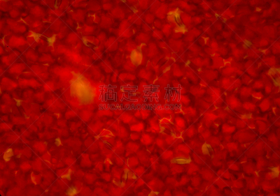 叶子,植物细胞,放大效果,平视角,气孔,维管束,叶绿素,显微镜,水平画幅
