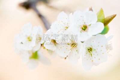 樱桃,家畜,早期力士曼樱桃,大樱桃,李树,荧光灯,李子,芳香的,水平画幅,花