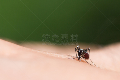 蚊子,埃及伊蚊,关闭的,高处,水平画幅,科学,生物学,登革热