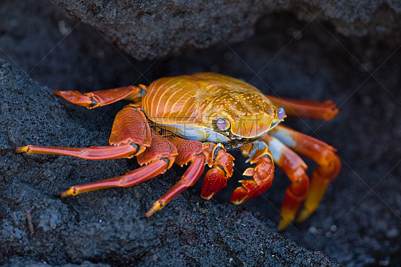 熔岩,sally lightfoot crab,红色,螃蟹,水平画幅,橙色,无人,色彩鲜艳,加拉帕戈斯群岛,户外