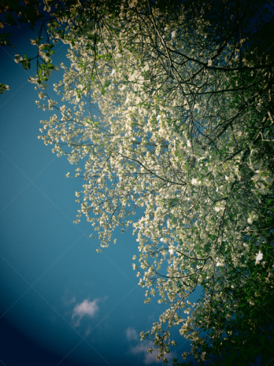 山茱萸,背景,垂直画幅,超现实主义的,古典式,夏天,图像,明亮,迷幻色,迷幻艺术