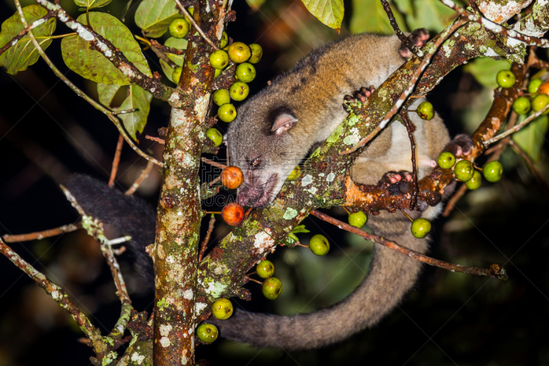 夜晚,palm civet,动物,全身像,注视镜头,褐色,气候,水平画幅,海岛猫鼬,野外动物