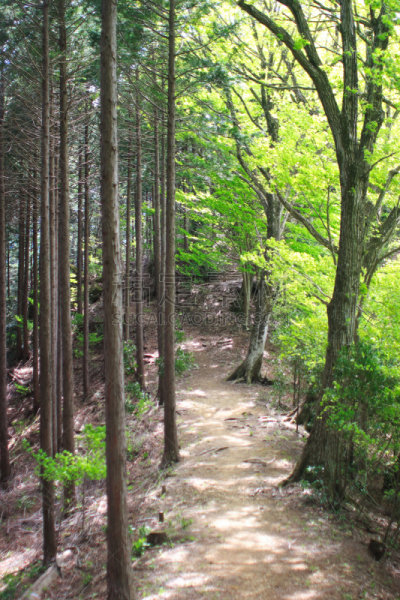 森林,相模原,神奈川县,垂直画幅,美,公园,褐色,新的,里山,枝繁叶茂