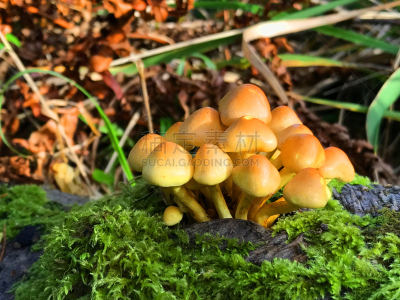 森林,蘑菇,褐色,水平画幅,无人,苔藓,夏天,户外,草,特写