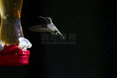蜂鸟,黑颏蜂鸟,定格动画,喂鸟器,荧光色,水平画幅,鸟类,半空中,动物身体部位,野外动物