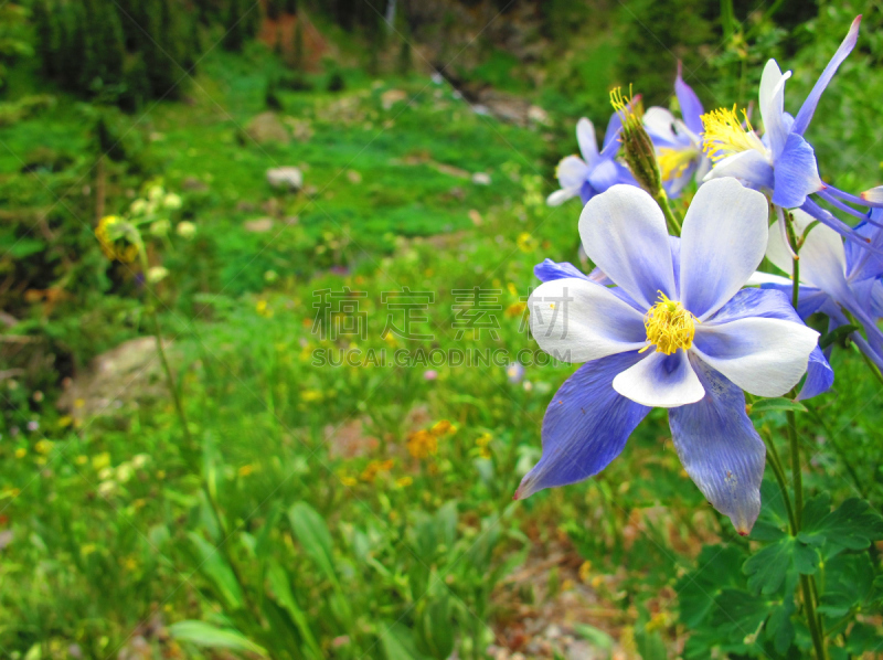 耧斗菜,色彩鲜艳,uncompahgre national forest,水平画幅,山,无人,夏天,户外,草,仅一朵花