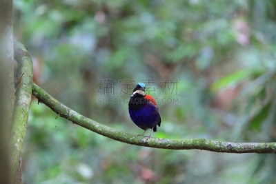马来西亚,雄性动物,皮塔饼,蓝色,头球,自然,美,danum valley conservation area,野生动物,水平画幅