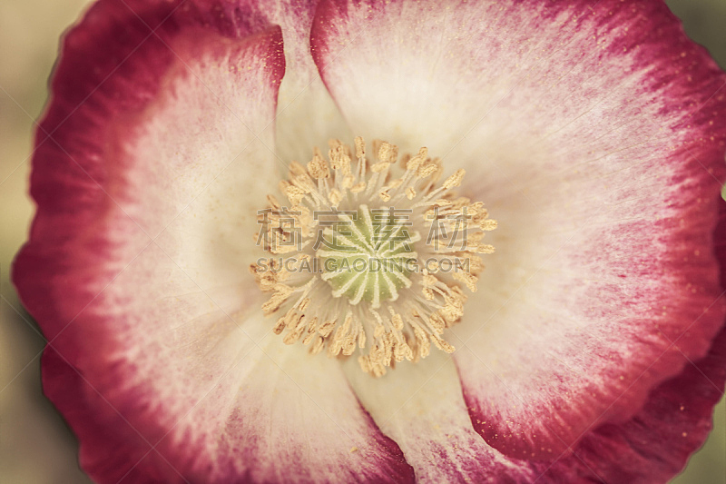 花柱头花粉 花柱头花粉图片 花柱头花粉素材下载 稿定素材