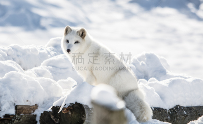 北极狐,山,美,水平画幅,雪,无人,动物身体部位,户外,蒙特贝卢湖,反差