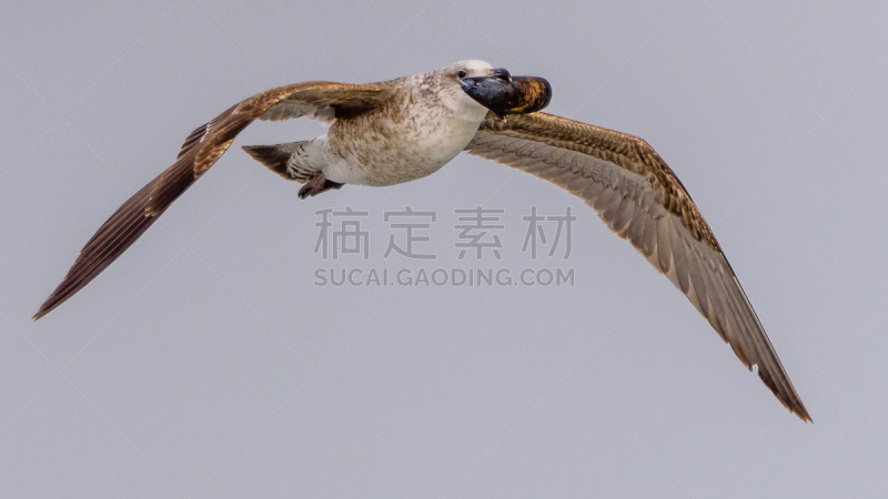食海藻海鸥,水平画幅,无人,开普敦,南非,翅膀,海鸥,水禽,摄影