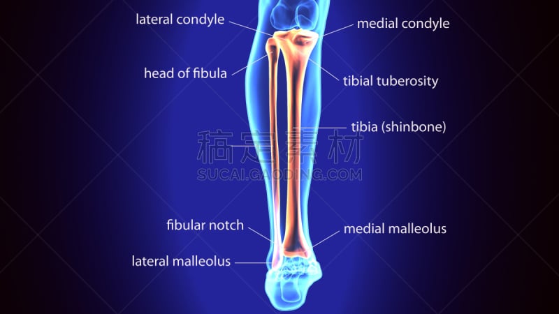 人类骨架,腓骨,绘画插图,三维图形,胫骨,骨骼,四肢,股骨,水平画幅,无人
