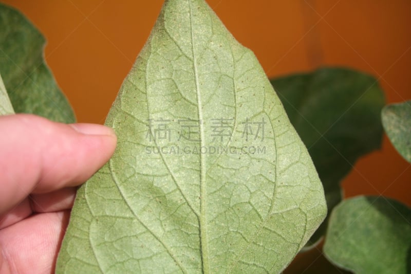 植物害虫,叶螨科,红色革螨,自然,植物,水平画幅,害虫,茄子,无人,蜘蛛纲