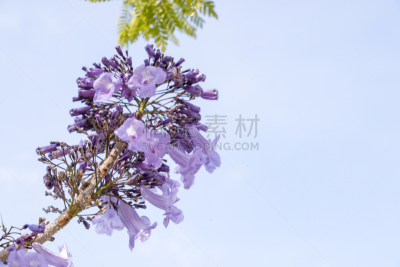 天空,紫薇科树,背景,自然,美,水平画幅,地形,无人,蓝色,符号