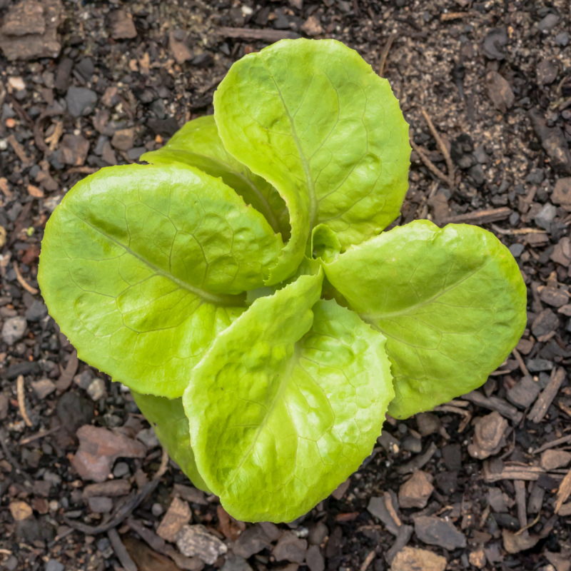 奶油生菜,植物,菜园,幼小动物,褐色,无人,园艺,泥土,户外,叶脉预览效果