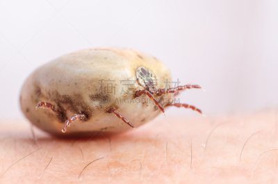 蜱,皮肤,充满的,埃里希体病,虱子,脑炎,莱姆病,吸血动物,螨,寄生的