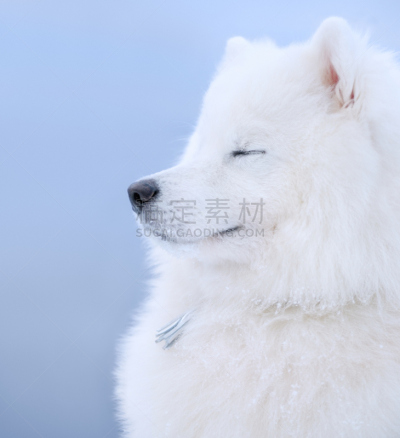 萨摩耶犬,狗,垂直画幅,无人,侧面像,爱斯基摩犬,哺乳纲,彩色背景,白色,彩色图片