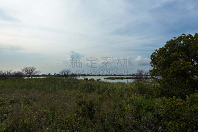 黄昏,平衡折角灯,海湾,牙买加,水,天空,水平画幅,云,无人,鸟类