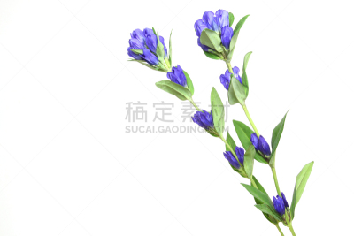 白色背景,龙胆属植物,背景分离,秋天,紫色,图像,花蕾,无人,水平画幅,影棚拍摄