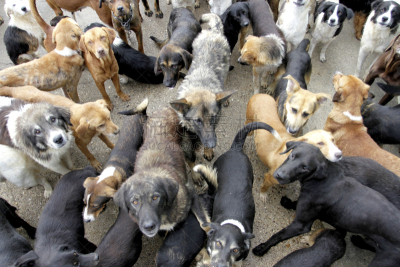 一群狗,正面视角,动物嘴,水平画幅,注视镜头,牧羊犬,斗牛犬,哺乳纲,德国牧羊犬,白色