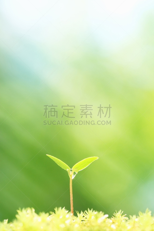 双叶区,秧苗,自然,垂直画幅,绿色,无人,五月,太阳,植物,光