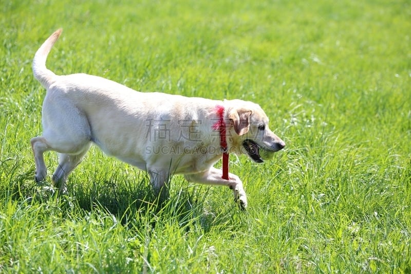 拉布拉多犬,进行中,网球,哺乳纲,救援犬,宠物,寻回犬,水平画幅,动物,猪嘴