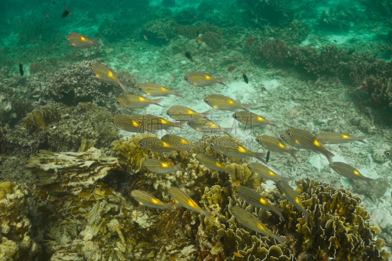 黄斑鲷,斯米兰群岛,海鲷,自然,野生动物,水平画幅,水肺潜水,水下,安达曼海,海洋生命