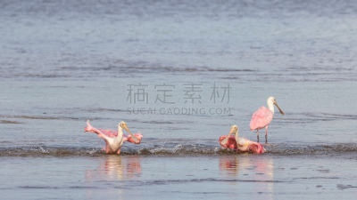 玫瑰色琵鹭,赛尼贝岛,美国,浴盆,国家野生动物保护区,佛罗里达,鼎,北方深红色食蜂鸟,琵鹭,水