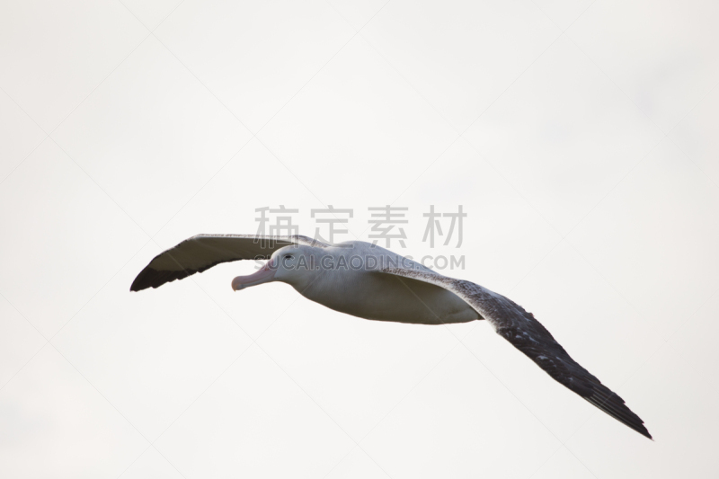 漂泊信天翁,普里昂岛,南乔治亚岛,水,天空,美,气候,水平画幅,雪,无人