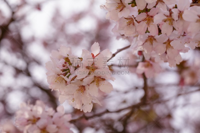 樱花,日本,樱之花,千岛群岛,美,水平画幅,樱桃,无人,五月,特写