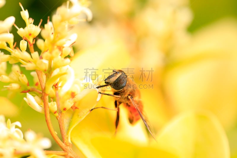 蜜蜂,西西里蜂蜜百合,食蚜蝇,复眼,天蛾,生态保护区,春季系列,芳香的,水平画幅,动物身体部位