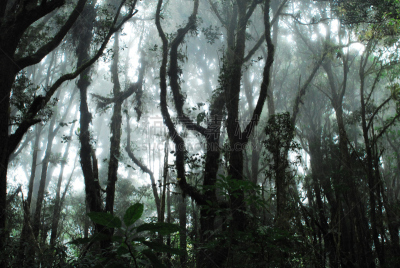 山地雨林,自然,水平画幅,无人,风景,摄影