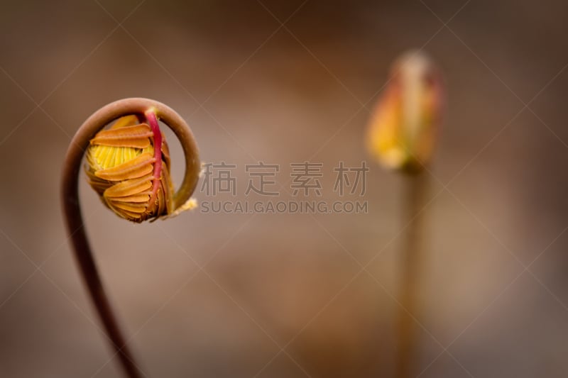 蕨类,tiger fern,芽痕,蕨菜,花蕾,春天,水平画幅,彩色图片,无人,灌木