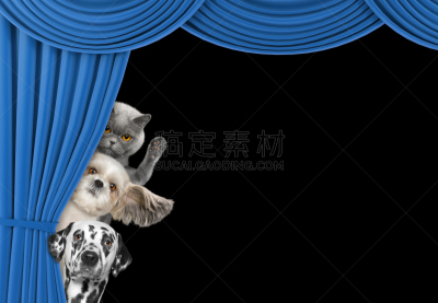 猫,狗,可爱的,在之后,窗帘,大麦町,美,水平画幅,家庭生活,特写