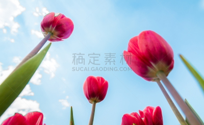 郁金香,田地,树园,独特视角,天空,留白,植物学,清新